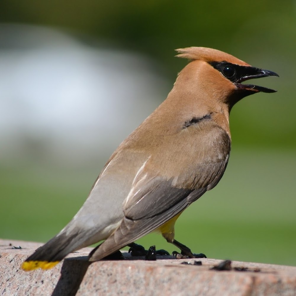 Meet your Posher, Morgan